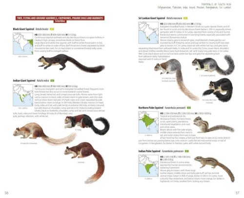 Mammals of South Asia:  Afghanistan, Pakistan, India, Nepal, Bhutan, Bangladesh, Sri Lanka - Image 5