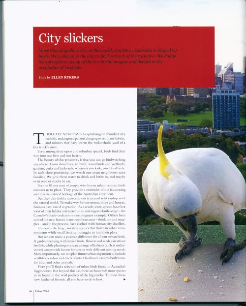 Urban Wild:  The Aussie Animals that Share our Backyards, our Cities and our Lives - Image 5