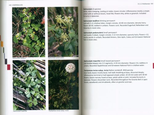 Flora of the Granite Belt - Image 2