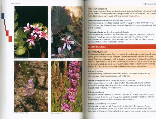Flora of the Granite Belt - Image 3