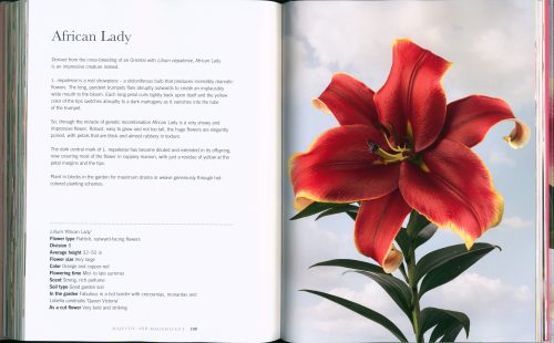 Lilies: Beautiful Varieties for Home and Garden - Image 4