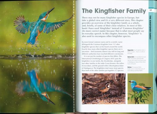 RSPB Spotlight: Kingfishers - Image 2