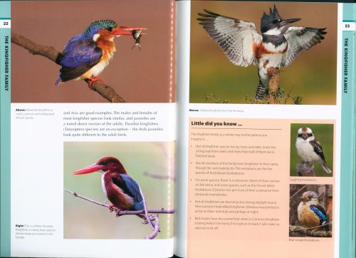 RSPB Spotlight: Kingfishers - Image 3