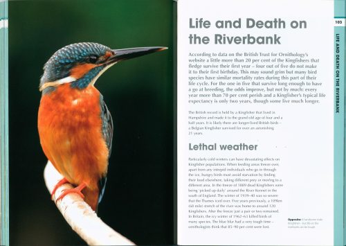 RSPB Spotlight: Kingfishers - Image 4