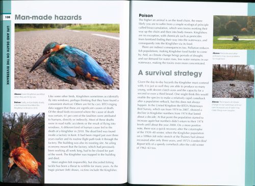 RSPB Spotlight: Kingfishers - Image 5