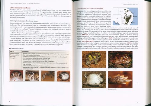 Photographic Field Guide to Australian Frogs - Image 4