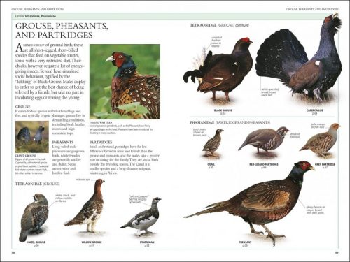 RSPB Birds of Britain and Europe: The Definitive Photographic Field Guide (Sixth Edition) - Image 3