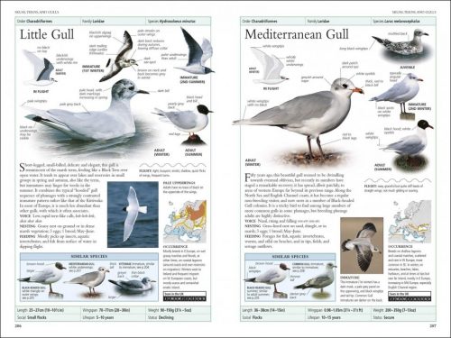 RSPB Birds of Britain and Europe: The Definitive Photographic Field Guide (Sixth Edition) - Image 4