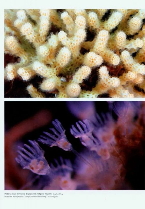 New Zealand Inventory of Biodiversity, Volume 1: Kingdom Animalia Radiata, Lophotrochozoa, Deuterostomia - Image 3
