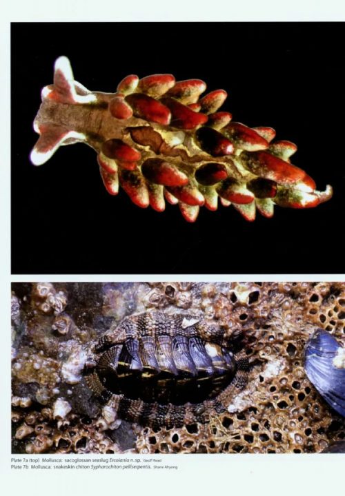 New Zealand Inventory of Biodiversity, Volume 1: Kingdom Animalia Radiata, Lophotrochozoa, Deuterostomia - Image 4