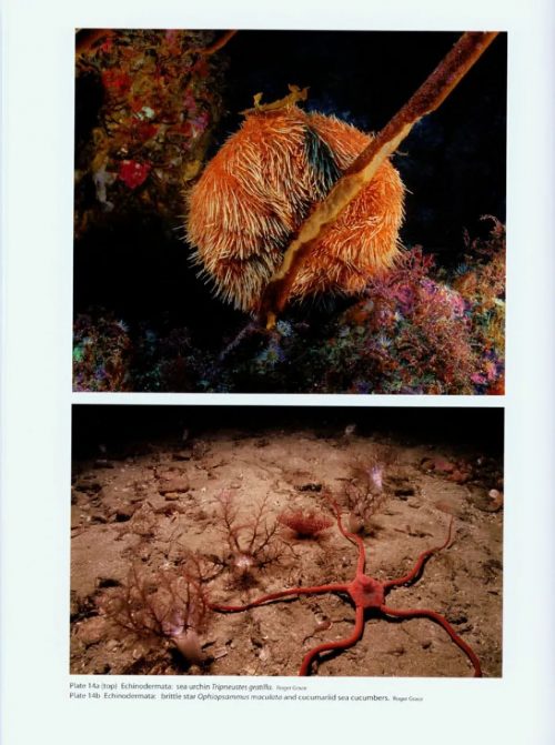 New Zealand Inventory of Biodiversity, Volume 1: Kingdom Animalia Radiata, Lophotrochozoa, Deuterostomia - Image 5