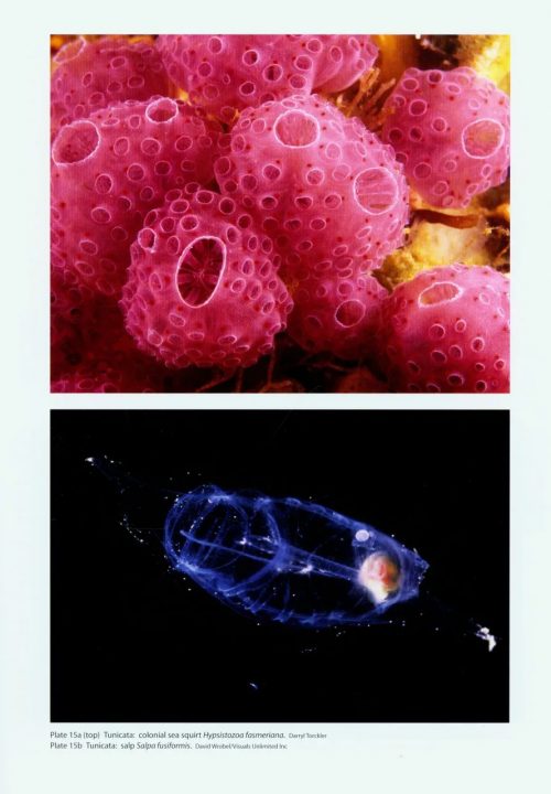 New Zealand Inventory of Biodiversity, Volume 1: Kingdom Animalia Radiata, Lophotrochozoa, Deuterostomia - Image 2