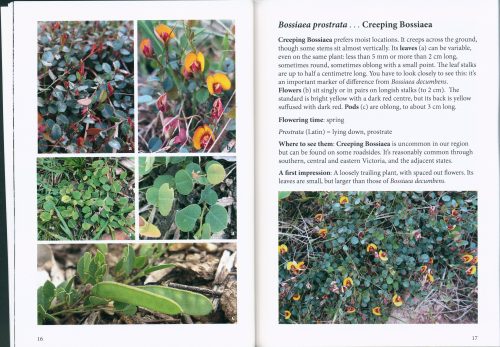 Native Peas of the Mount Alexander Region - Image 3