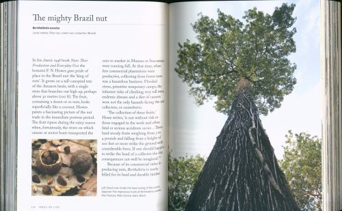 Trees of Life:  Eighty Species to Nourish and Sustain Humanity - Image 2