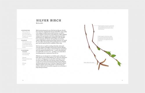 Forage: Wild Plants to Gather and Eat - Image 2