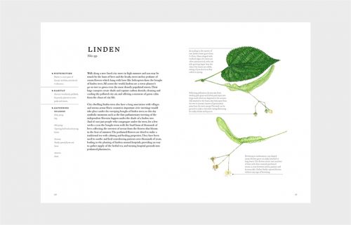 Forage: Wild Plants to Gather and Eat - Image 3