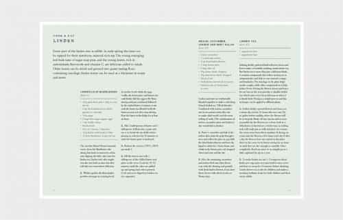 Forage: Wild Plants to Gather and Eat - Image 4