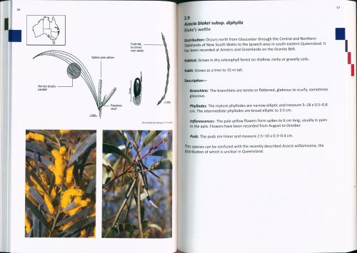 Wattles of the Granite Belt and Surrounds - Image 3