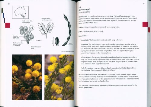 Wattles of the Granite Belt and Surrounds - Image 2
