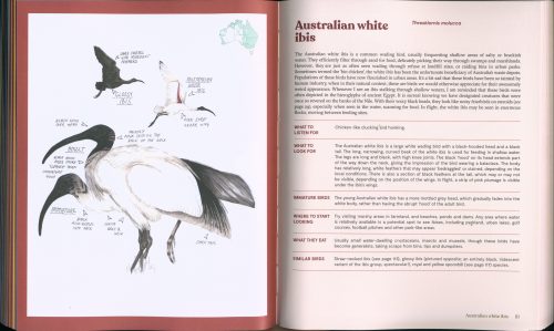 100 Australian Birds - Image 2