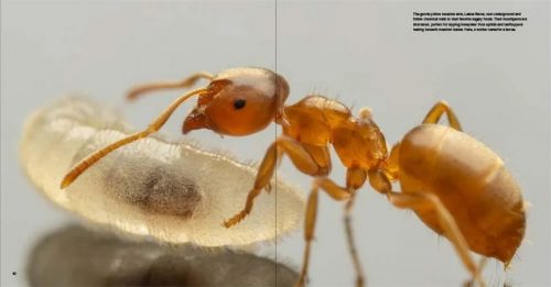 Ants: Workers of the World - Nokomis