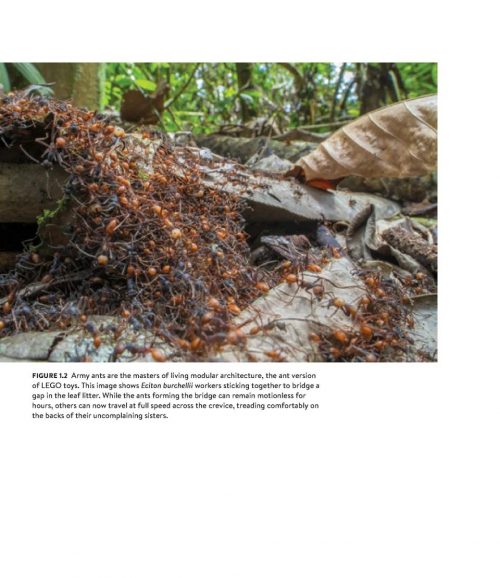 Army Ants: Nature's Ultimate Social Hunters - Image 3