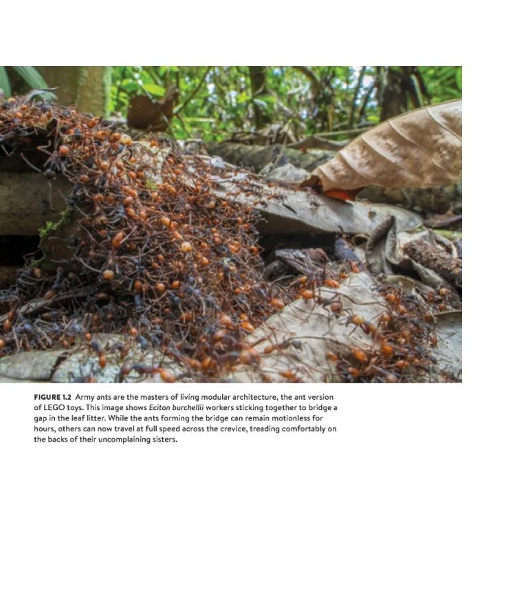 Army Ants Nature S Ultimate Social Hunters Nokomis