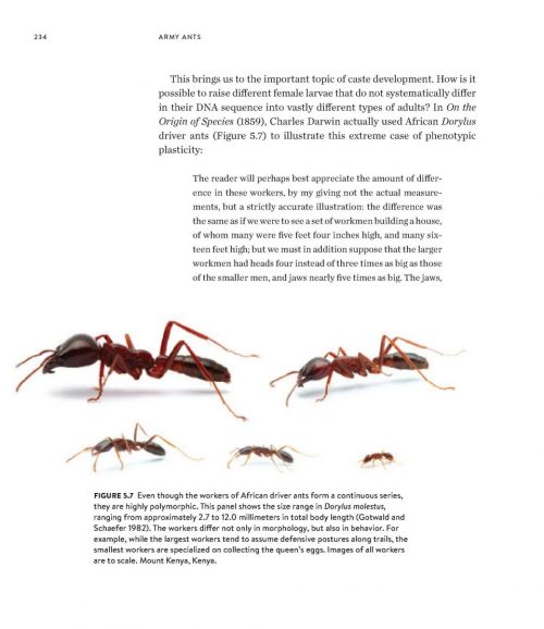 Army Ants: Nature's Ultimate Social Hunters - Image 2