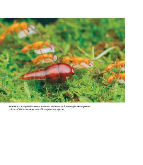 Army Ants: Nature's Ultimate Social Hunters - Image 4
