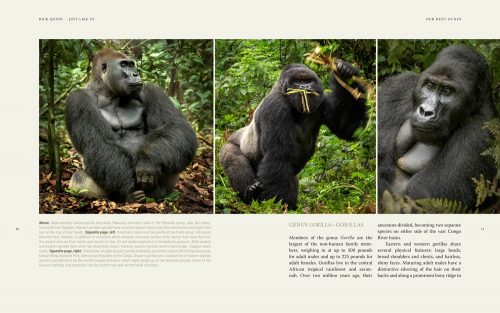 Just Like Us:  A Veterinarian's Visual Memoir of Our Vanishing Great Ape Relatives - Image 5