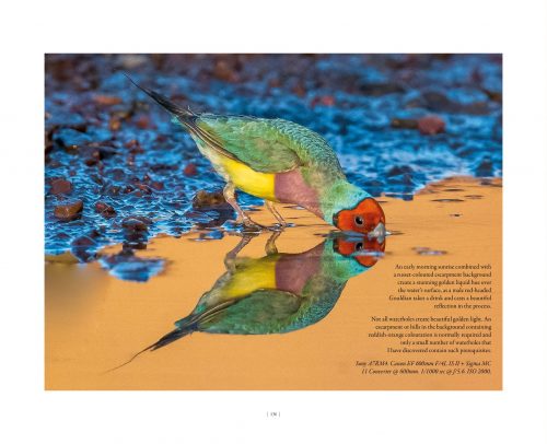 Gouldian:  The World's Most Beautiful Finch - Image 2