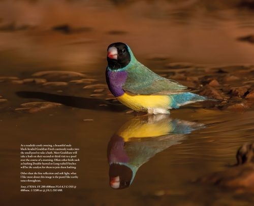 Gouldian:  The World's Most Beautiful Finch - Image 3
