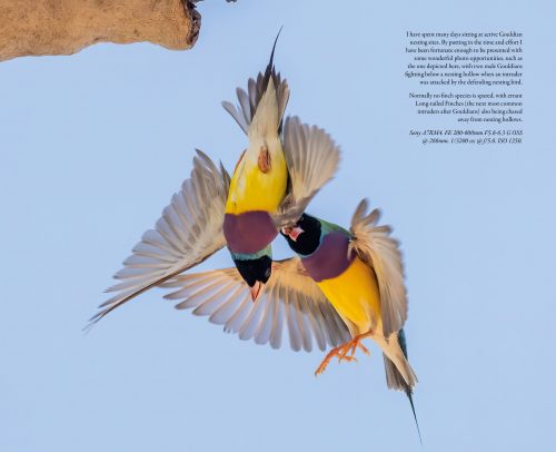 Gouldian:  The World's Most Beautiful Finch - Image 4