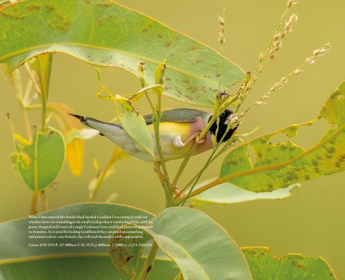 Gouldian:  The World's Most Beautiful Finch - Image 5