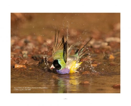Gouldian:  The World's Most Beautiful Finch - Image 6