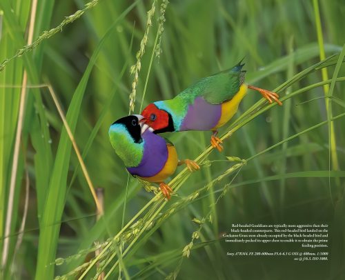 Gouldian:  The World's Most Beautiful Finch - Image 7