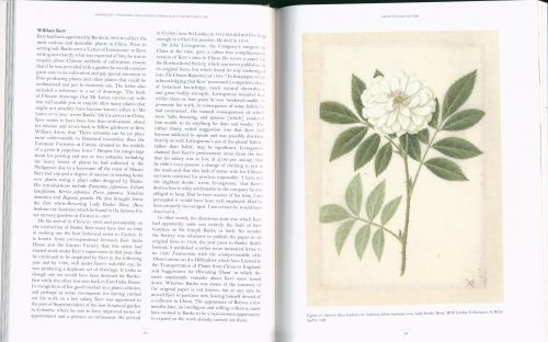 John Reeves: Pioneering Collector of Chinese Plants and Botanical Art - Image 3
