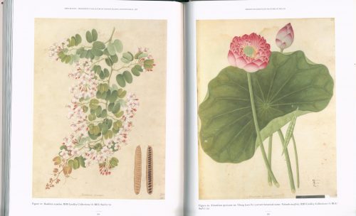 John Reeves: Pioneering Collector of Chinese Plants and Botanical Art - Image 2