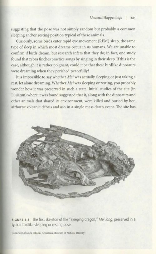 Locked in Time: Animal Behavior Unearthed in 50 Extraordinary Fossils - Image 5