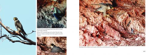 David Hollands’ Birds of Prey Of Australia - Image 2