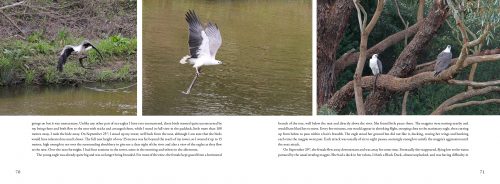David Hollands’ Birds of Prey Of Australia - Image 4