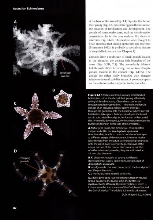 Australian Echinoderms:  Biology, Ecology and Evolution - Image 4