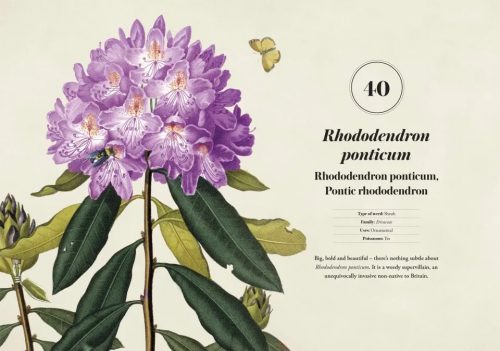 RHS Weeds: The Beauty And Uses Of 50 Vagabond Plants - Image 5