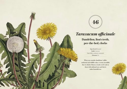 RHS Weeds: The Beauty And Uses Of 50 Vagabond Plants - Image 4