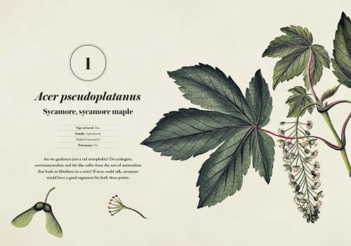RHS Weeds: The Beauty And Uses Of 50 Vagabond Plants - Image 3