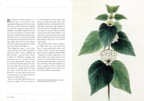 RHS Weeds: The Beauty And Uses Of 50 Vagabond Plants - Image 2