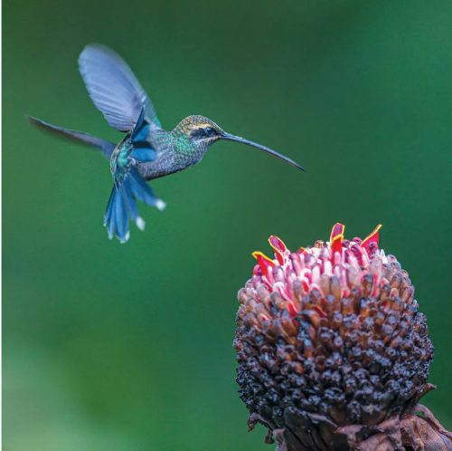 100 Flying Birds: Photographing the Mechanics of Flight - Image 6