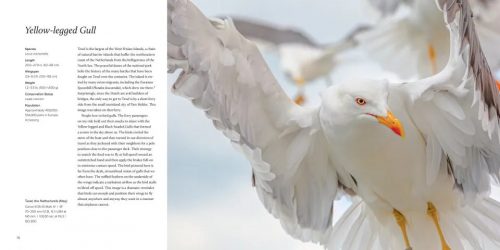 100 Flying Birds: Photographing the Mechanics of Flight - Image 7