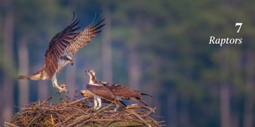 100 Flying Birds: Photographing the Mechanics of Flight - Image 4