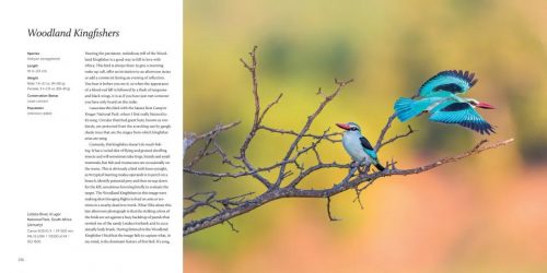100 Flying Birds: Photographing the Mechanics of Flight - Image 5